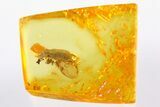 Detailed Fossil Ironclad Beetle (Endophloeus?) in Baltic Amber #307201-1